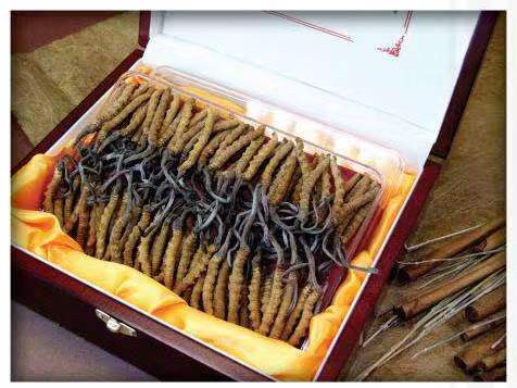 代县冬虫夏草回收